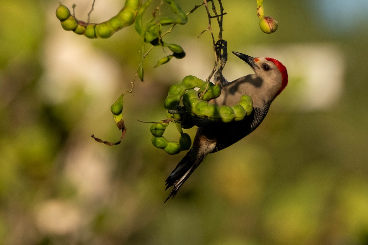 Golden-fronted Woodpecker - ML631579854