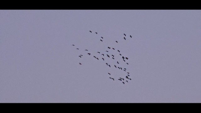 Хархираа тогоруу - ML631579856