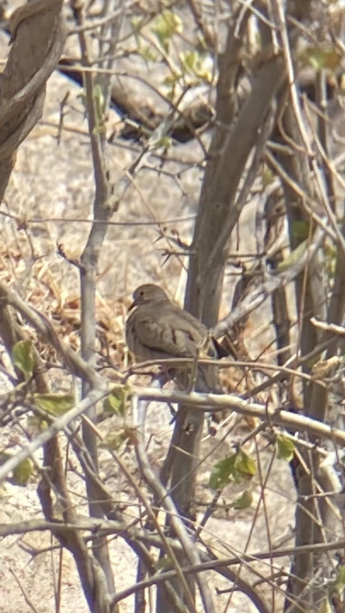 Common Ground Dove - ML631579875