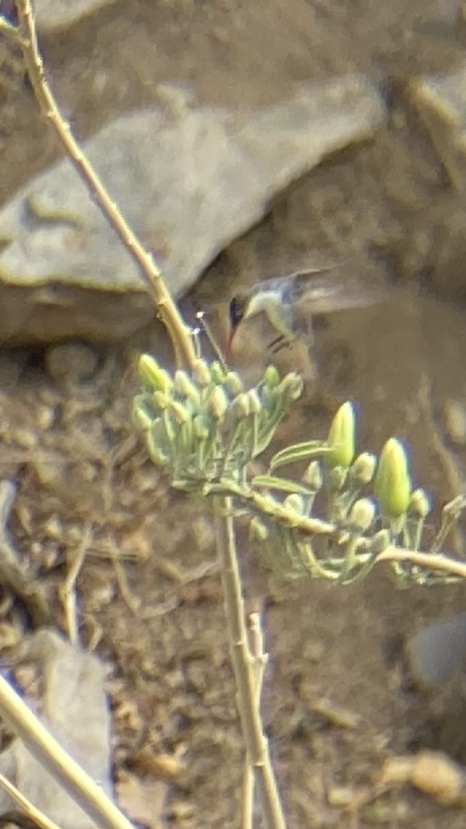 Violet-crowned Hummingbird - ML631579907