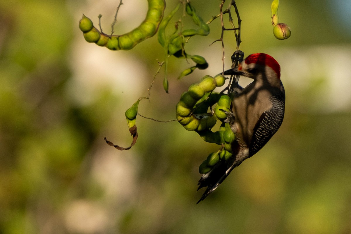 Golden-fronted Woodpecker - ML631579910