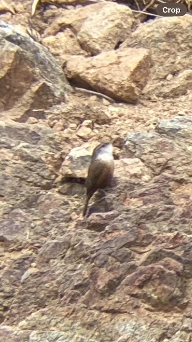 Canyon Wren - ML631579914
