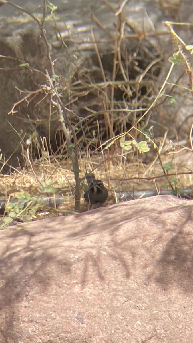 Five-striped Sparrow - ML631579927