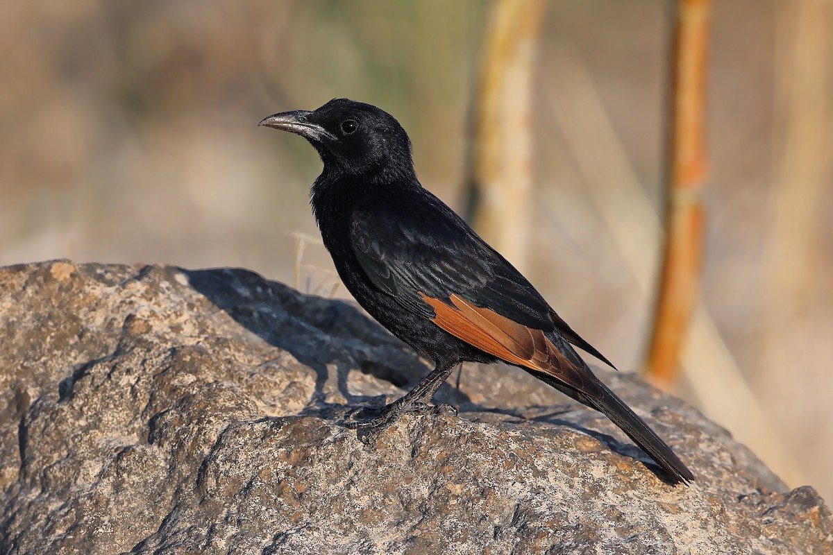 Tristram's Starling - ML631580062