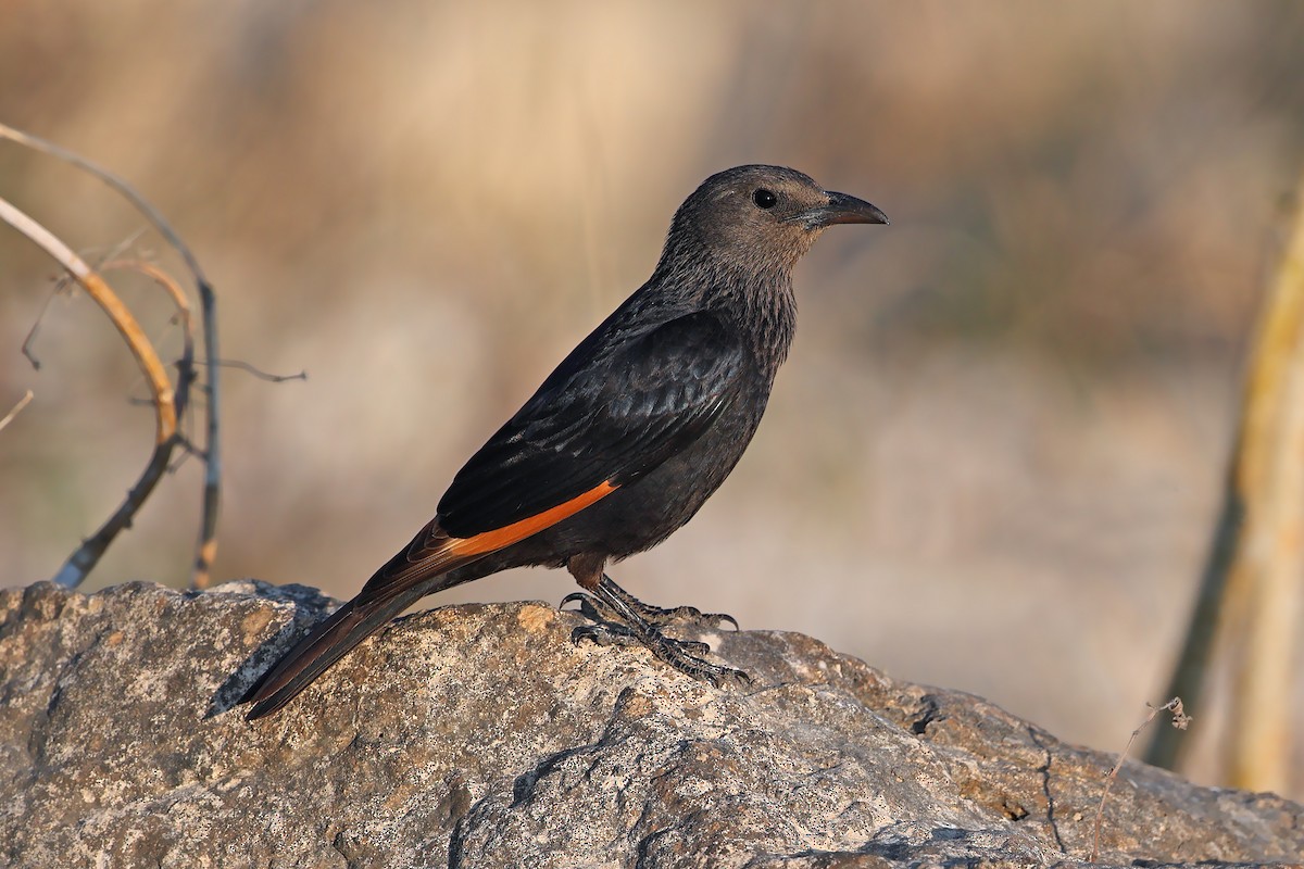 Tristram's Starling - ML631580063