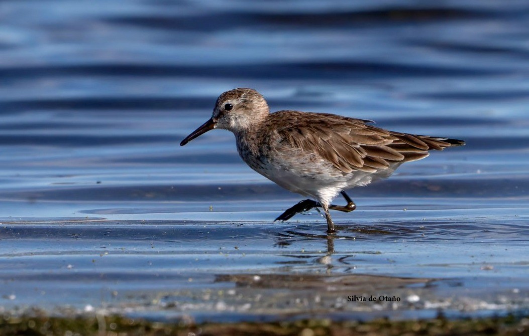Baird's Sandpiper - ML631580071