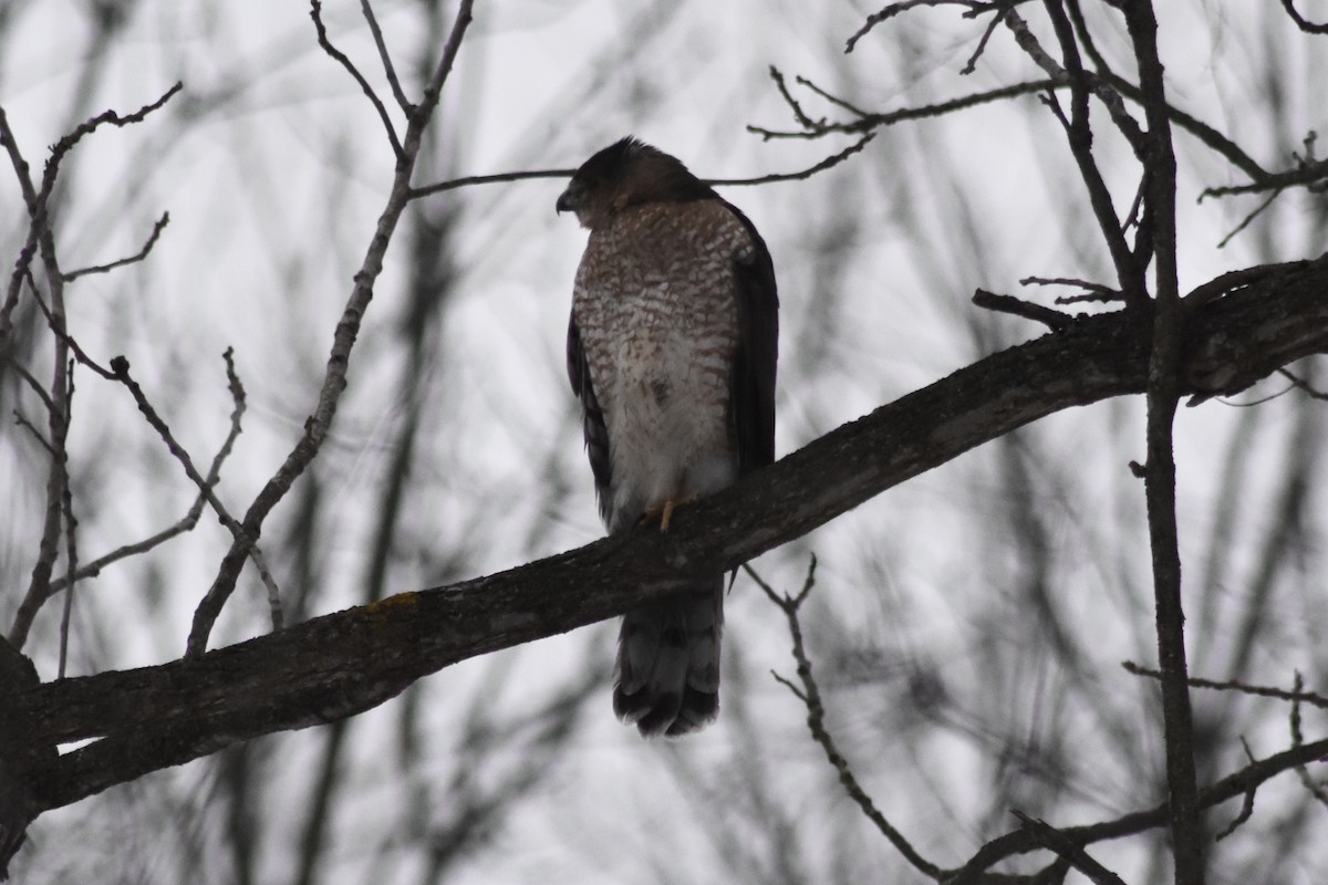 Cooper's Hawk - ML631580142