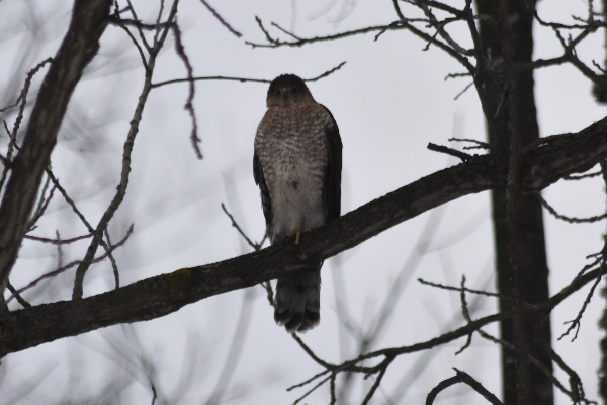 Cooper's Hawk - ML631580143