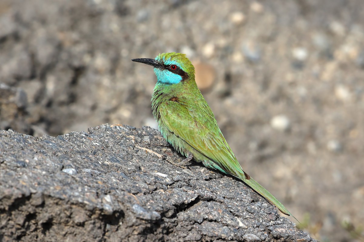 Arabian Green Bee-eater - ML631580338