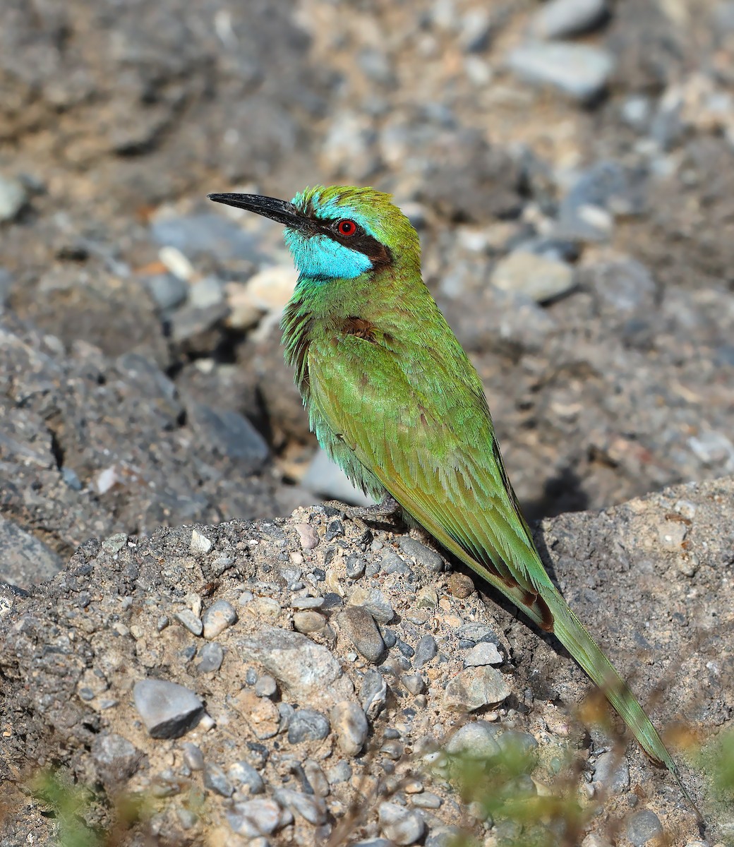 Arabian Green Bee-eater - ML631580339