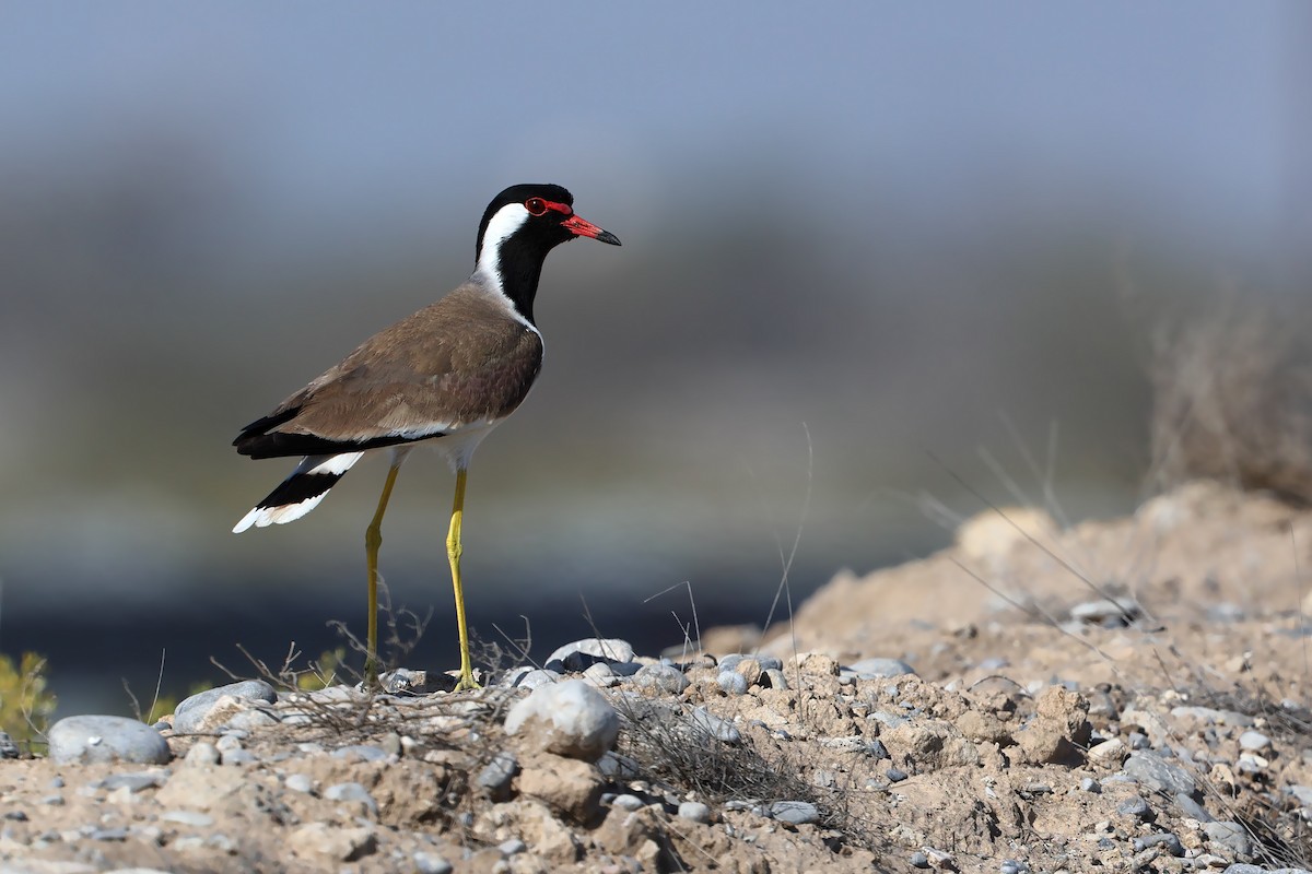Red-wattled Lapwing - ML631580438