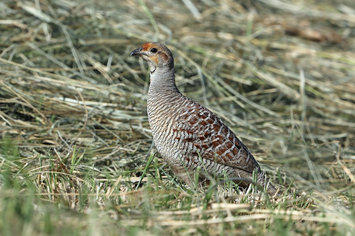 Gray Francolin - ML631580734