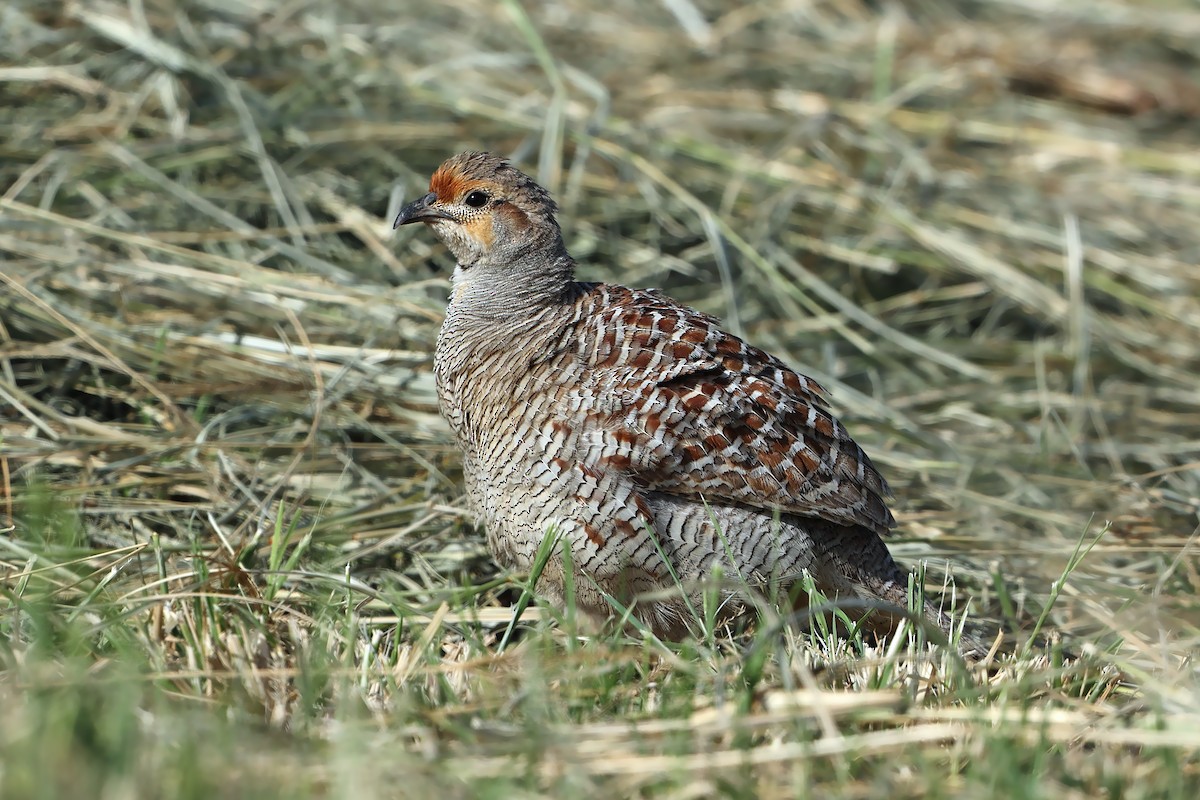 Gray Francolin - ML631580735