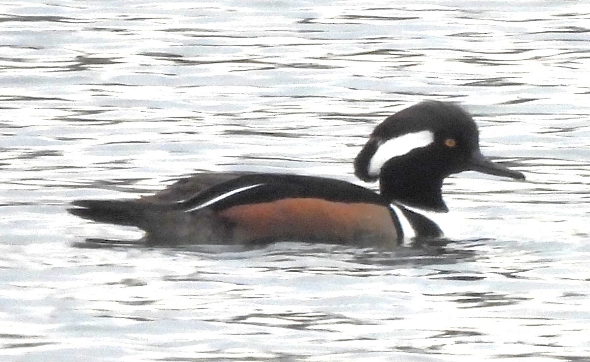 Hooded Merganser - ML631580754