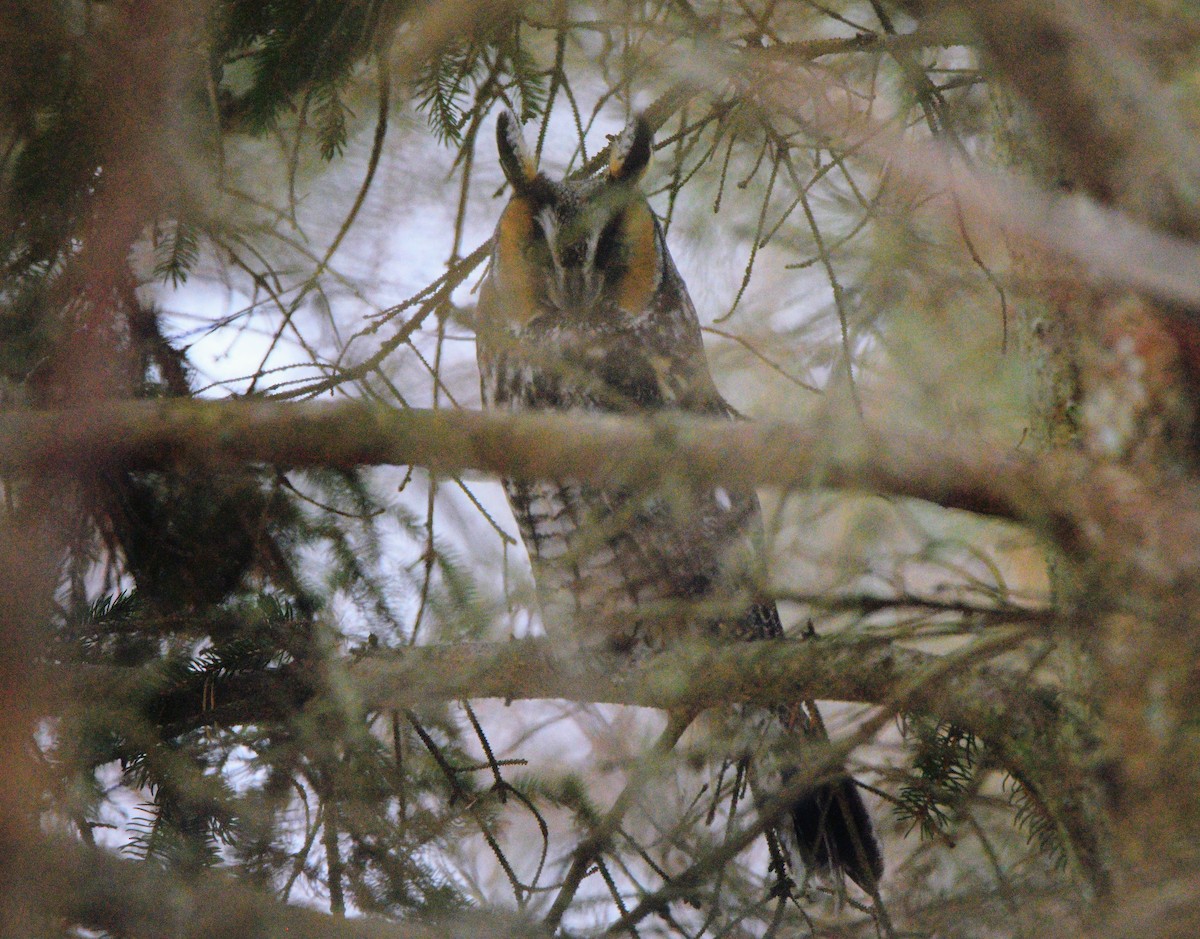 Long-eared Owl - ML631580805