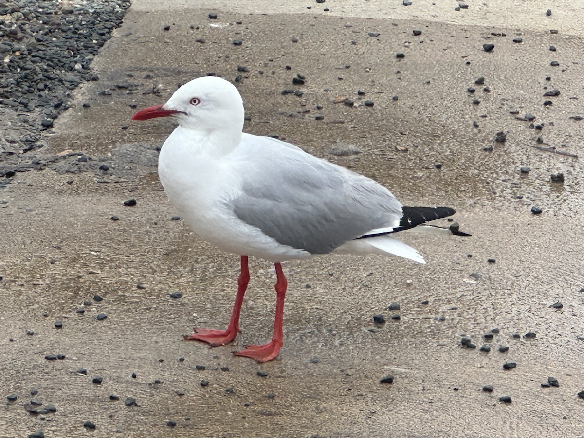 Silver Gull (Silver) - ML631580863