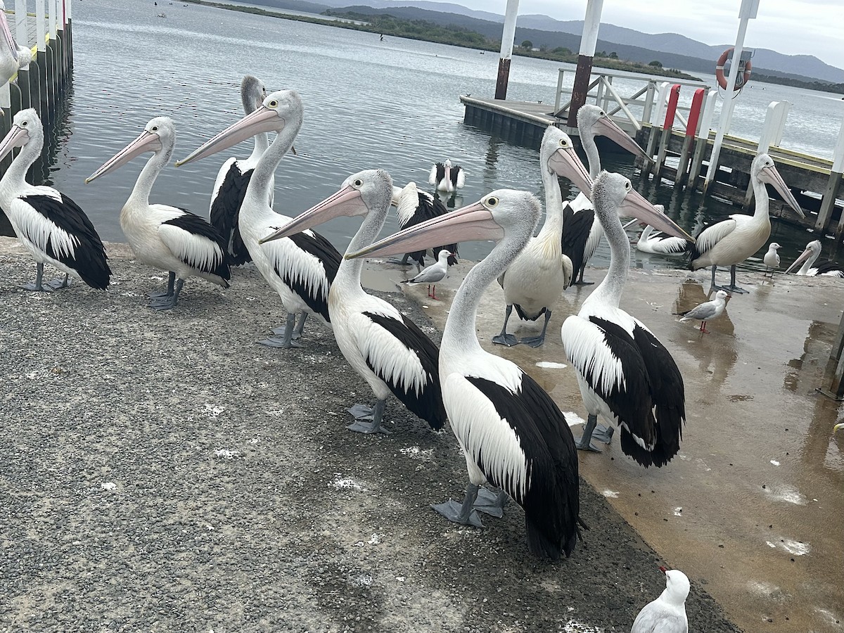 Australian Pelican - ML631580880