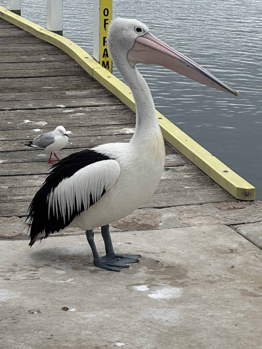 Australian Pelican - ML631580881