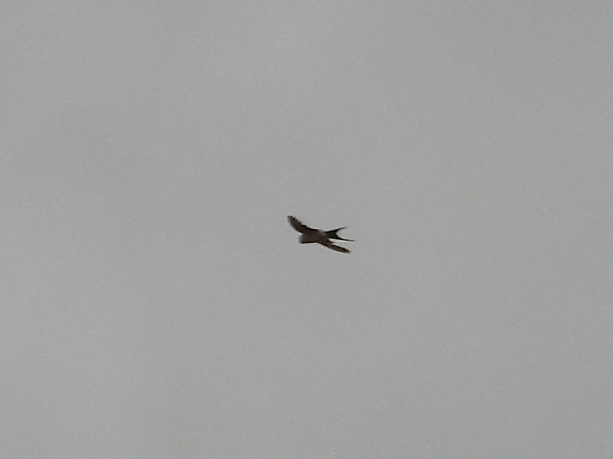 European Red-rumped Swallow - ML631580936