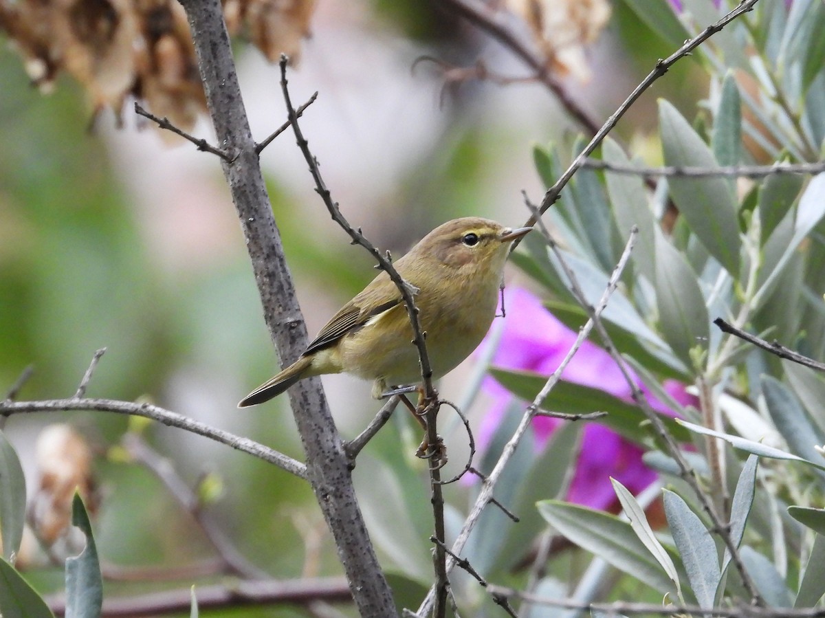 Common Chiffchaff - ML631580940