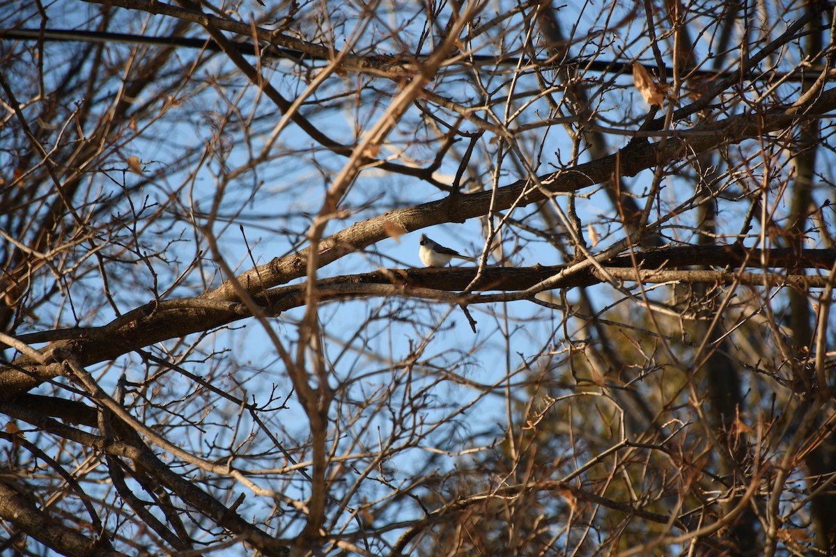 Tufted Titmouse - ML631580977