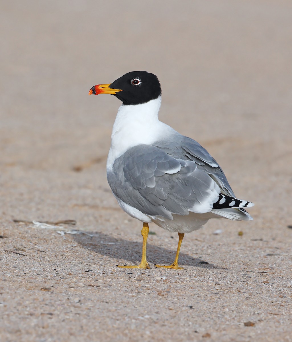 Pallas's Gull - ML631581076