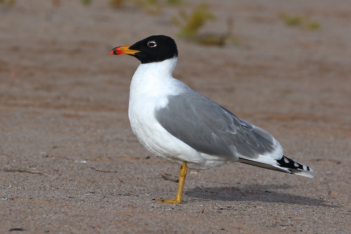 Pallas's Gull - ML631581078