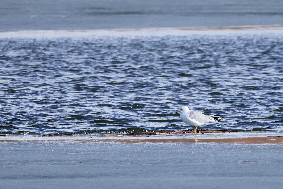 Ring-billed Gull - ML631581082