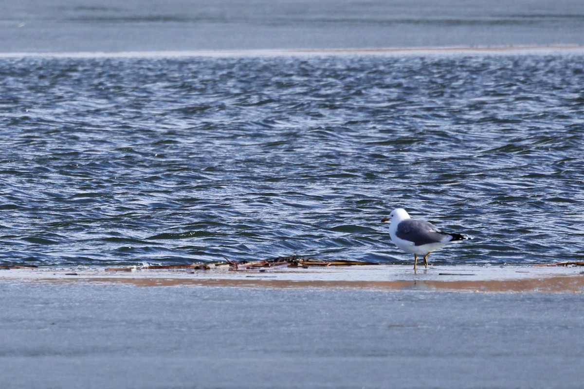 California Gull - ML631581087