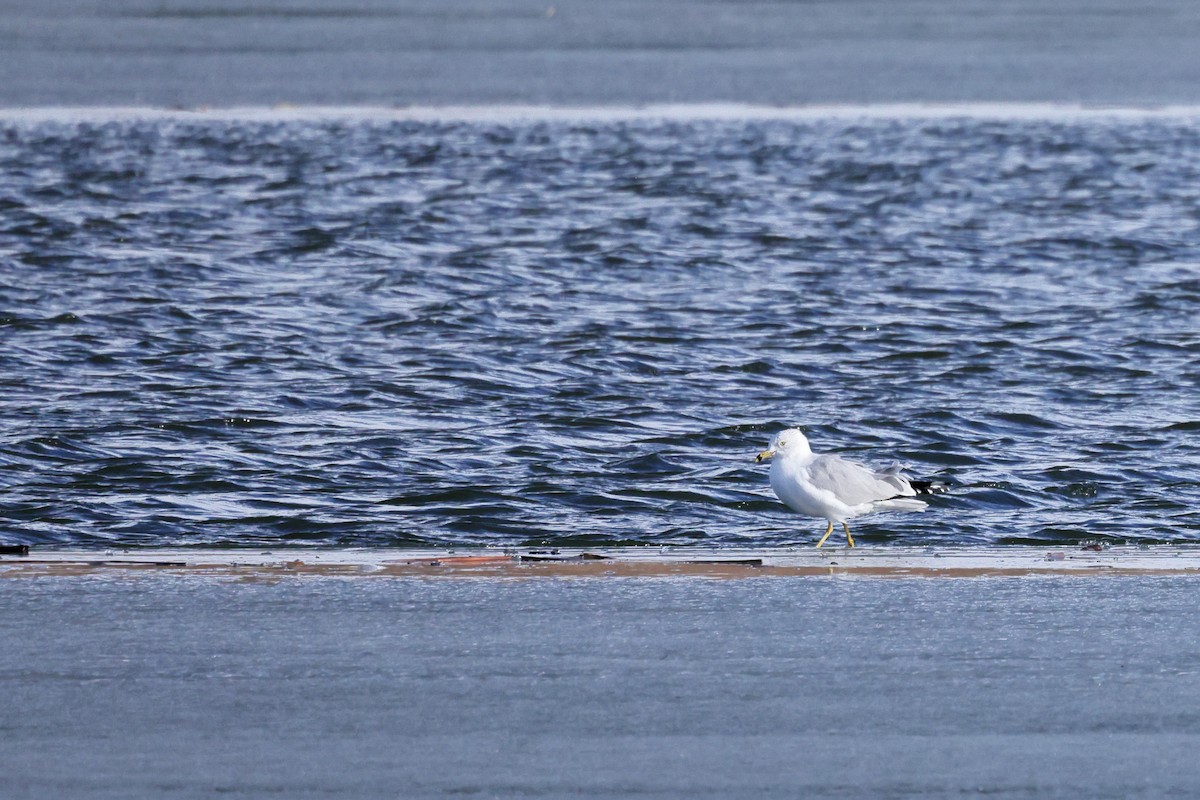 Ring-billed Gull - ML631581099