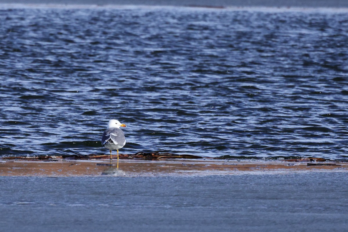 California Gull - ML631581125