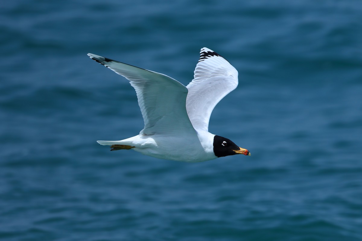 Pallas's Gull - ML631581159