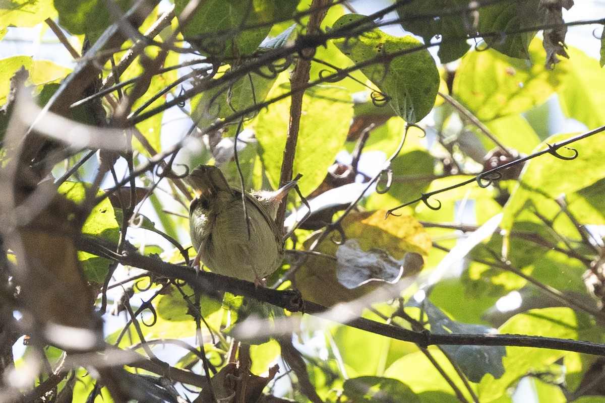 Gray Longbill - ML631581288