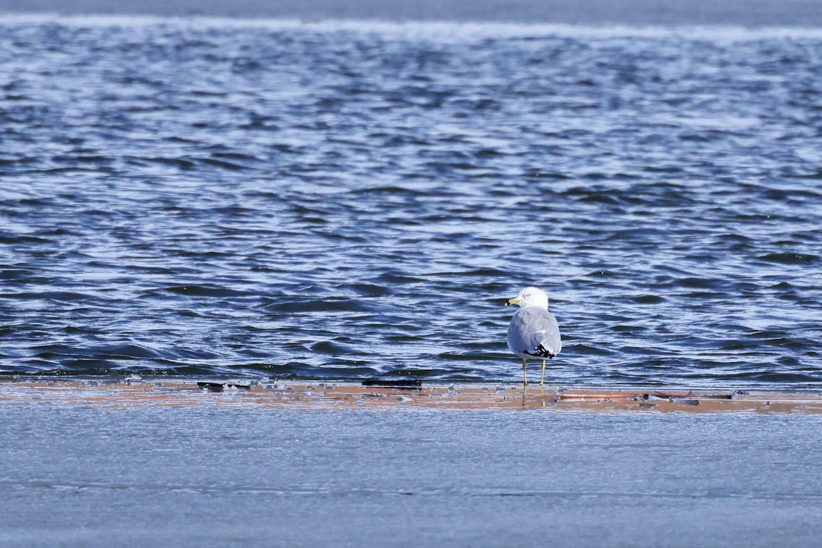 Ring-billed Gull - ML631581312