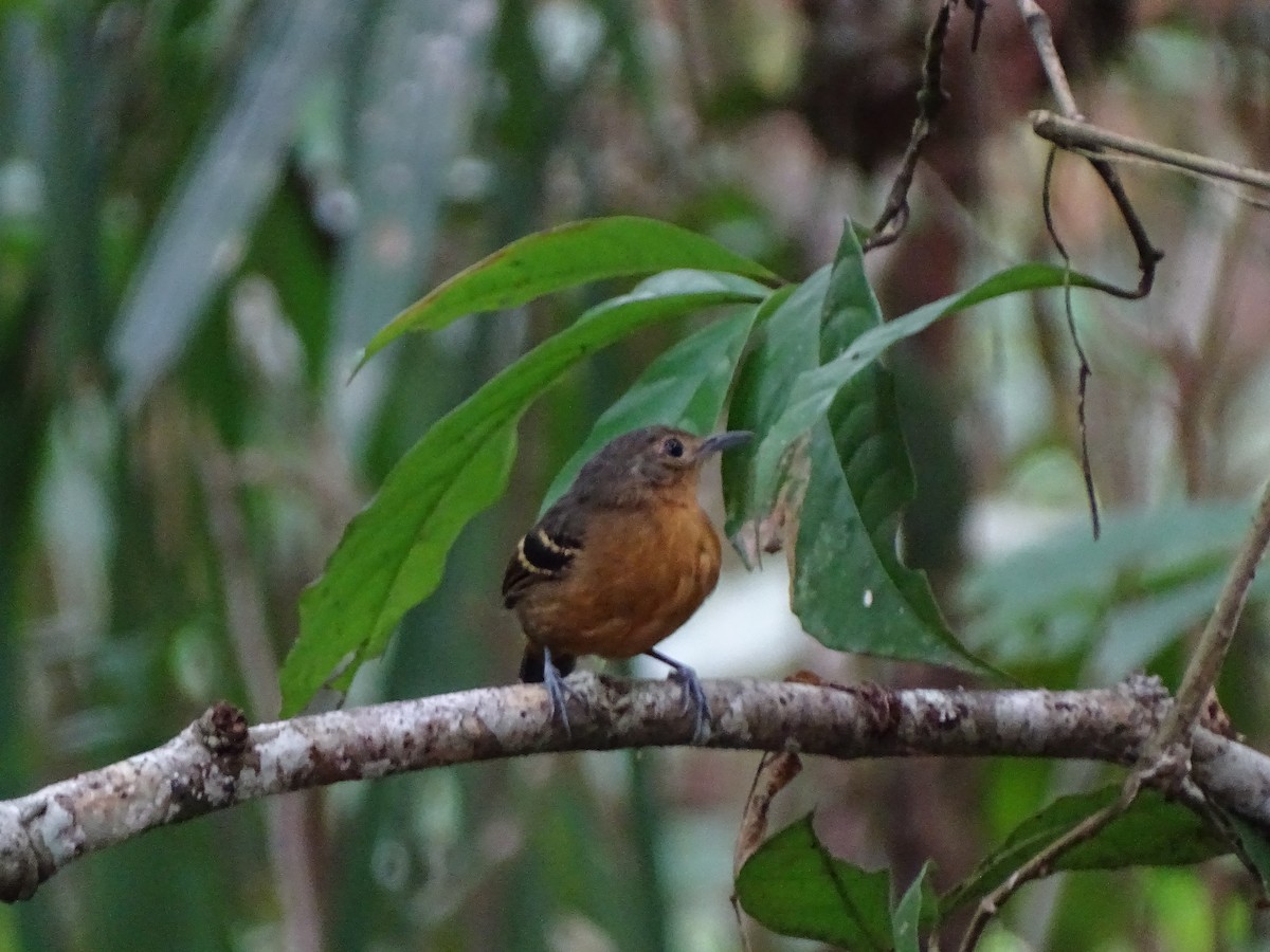 Plain-throated Antwren - Renzo Paladines Puertas