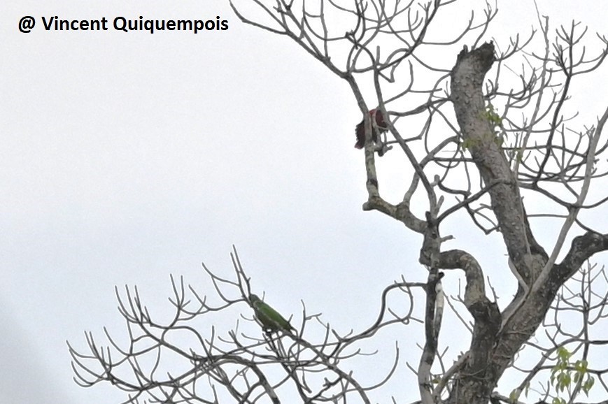 Papuan Eclectus - ML631581387