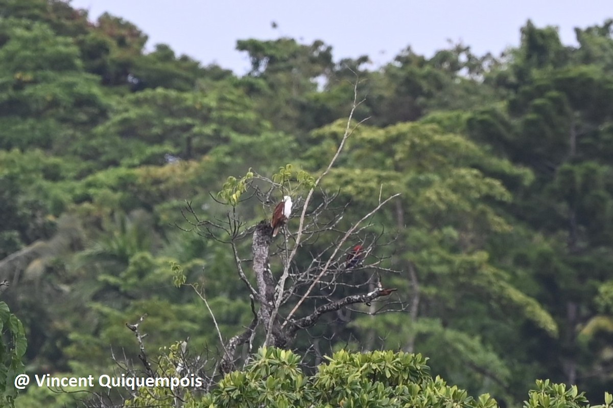 Papuan Eclectus - ML631581388