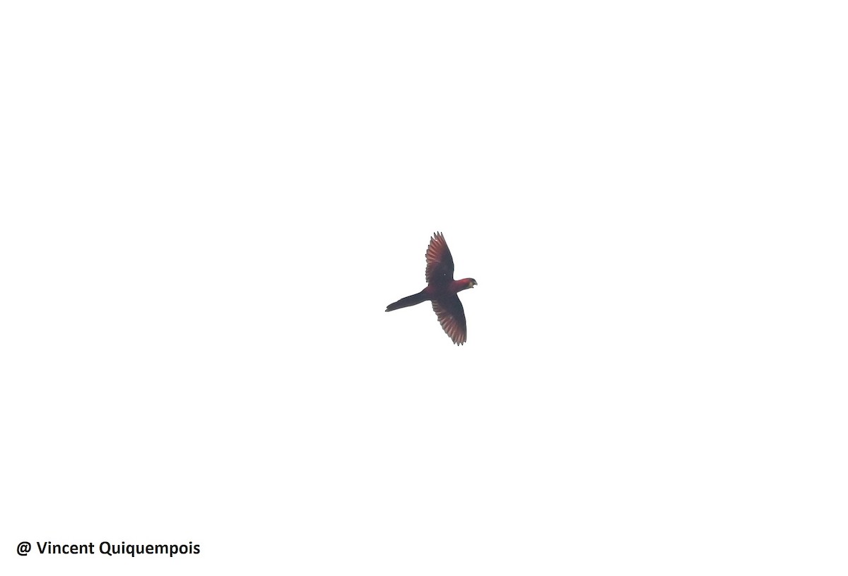 Cardinal Lory - ML631581390
