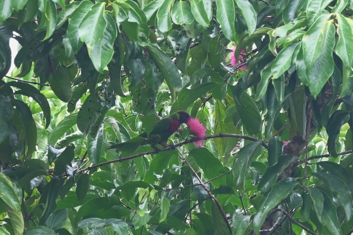Coconut Lorikeet - ML631581401