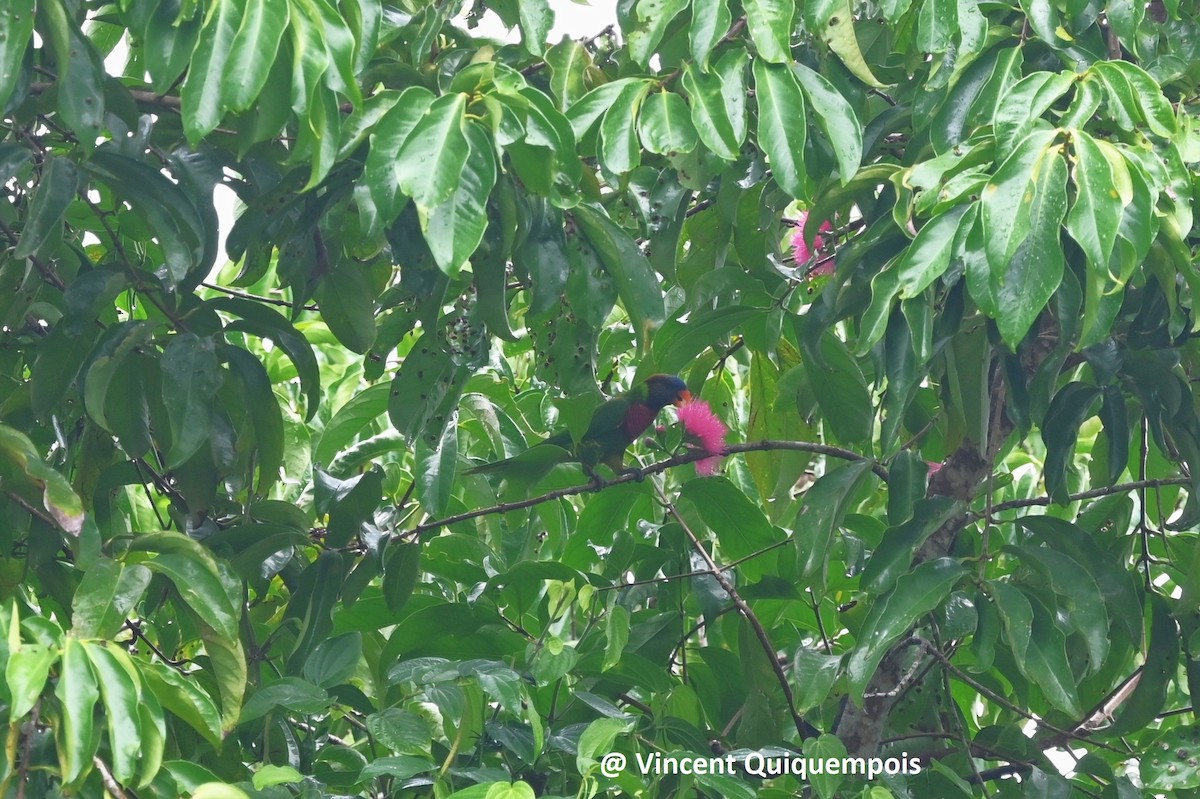 Coconut Lorikeet - ML631581402