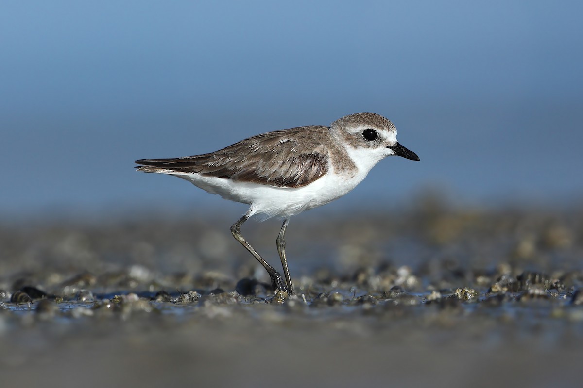 Tibetan Sand-Plover - ML631581425