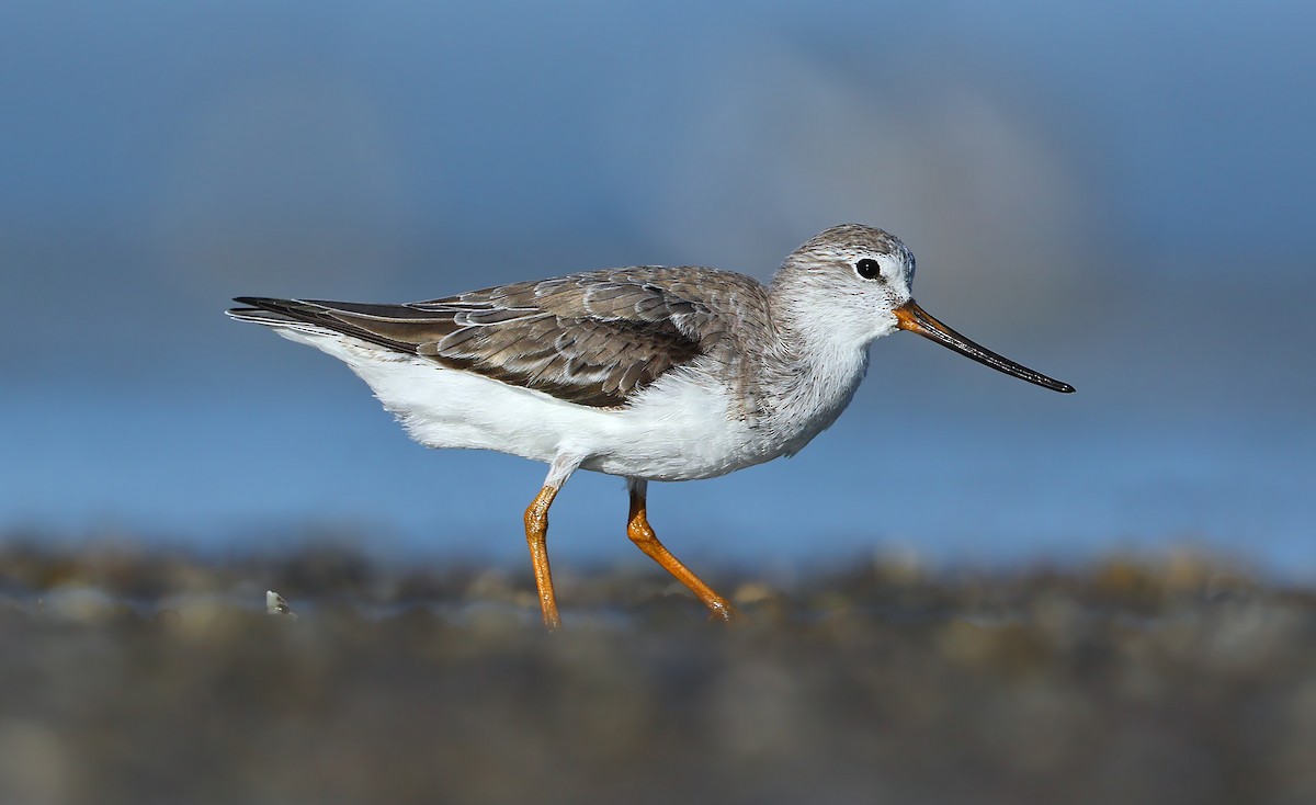Terek Sandpiper - ML631581435