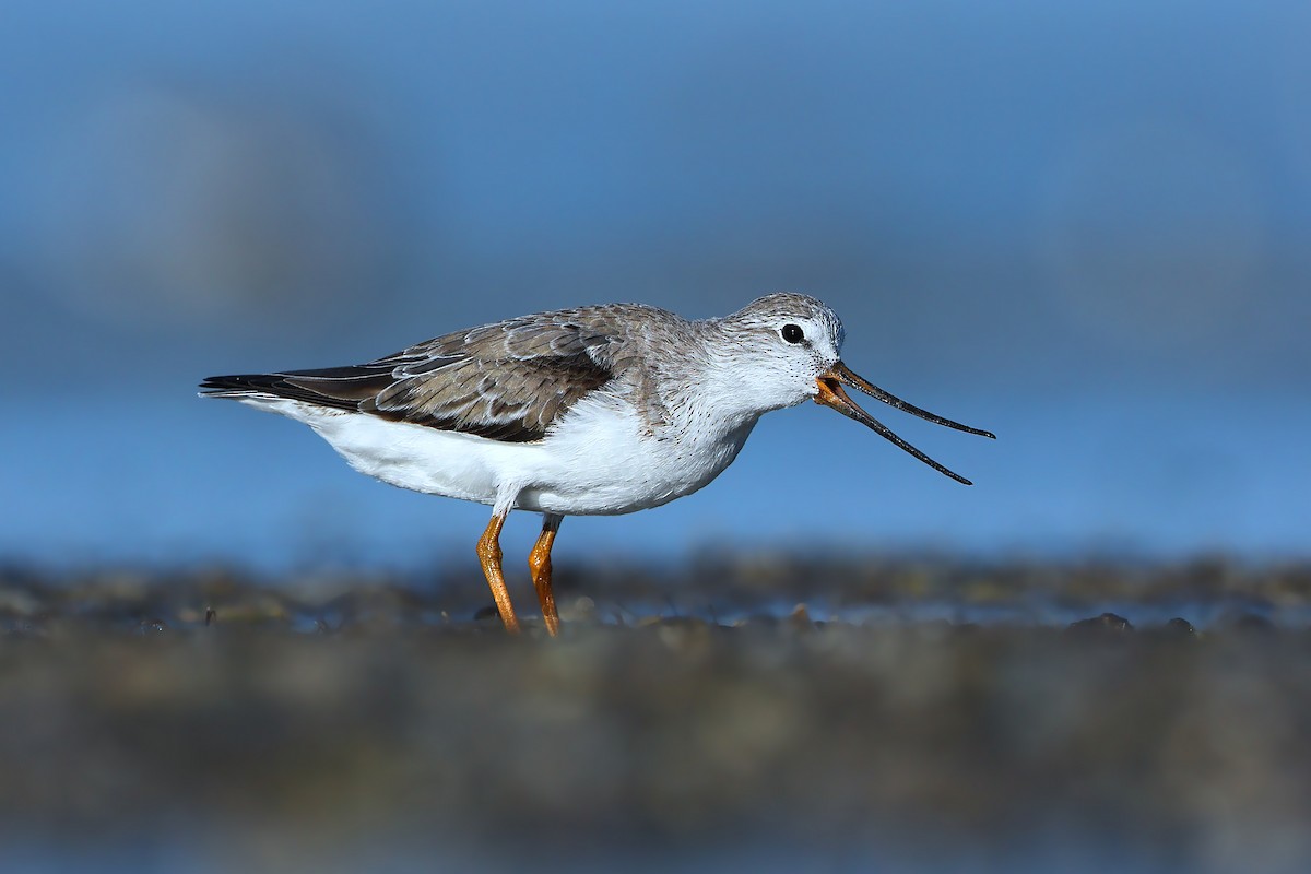 Terek Sandpiper - ML631581436
