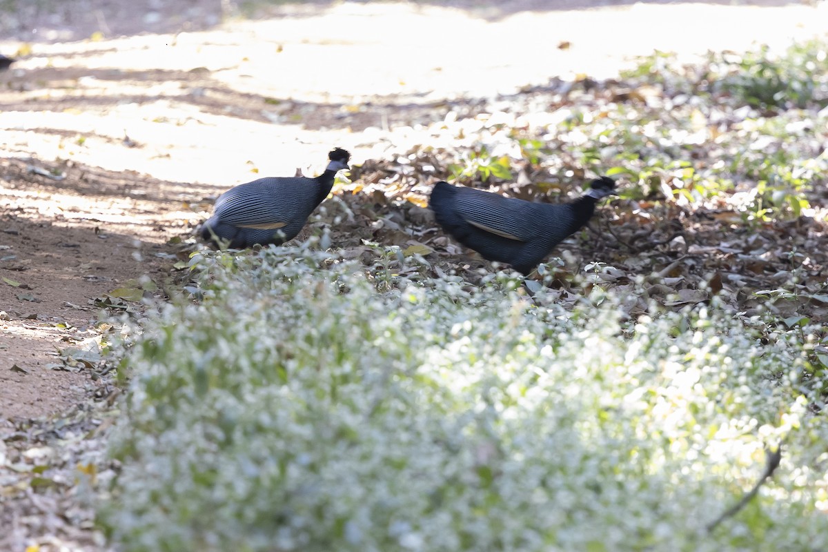 Western Crested Guineafowl - ML631581443