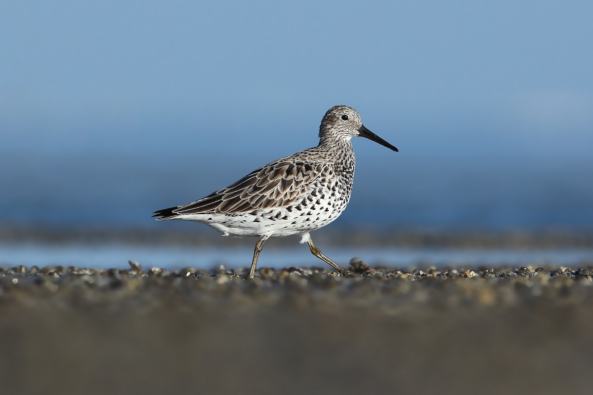 Great Knot - ML631581448