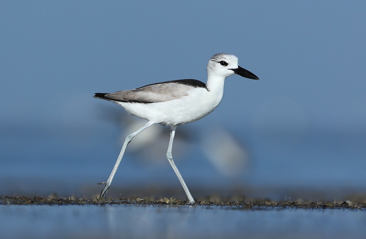 Crab-Plover - ML631581464