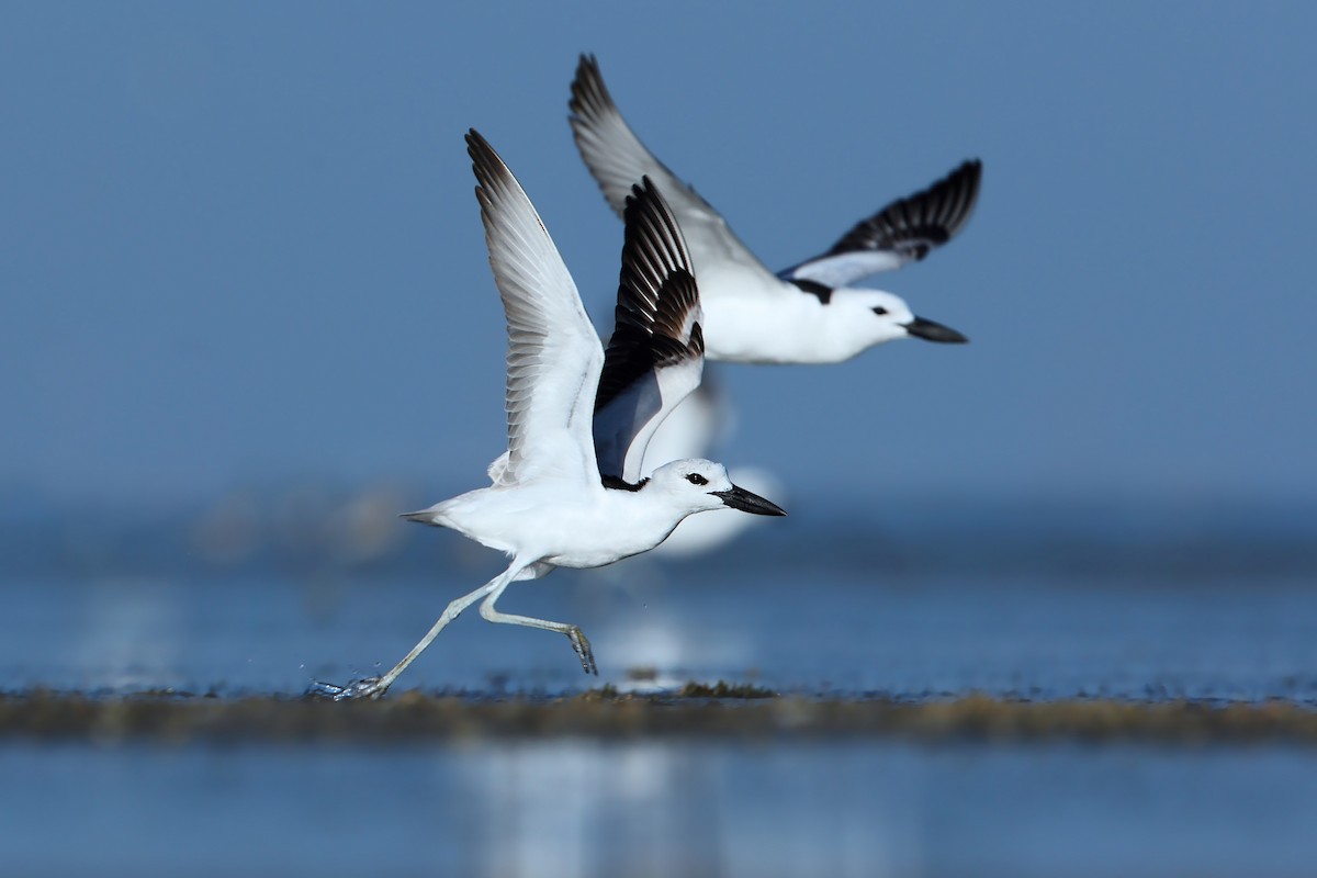 Crab-Plover - ML631581465