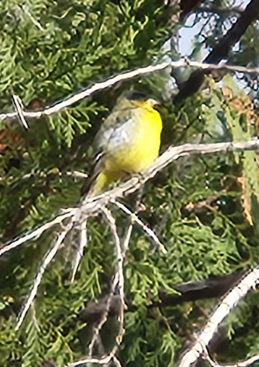 Lesser Goldfinch - ML631581566