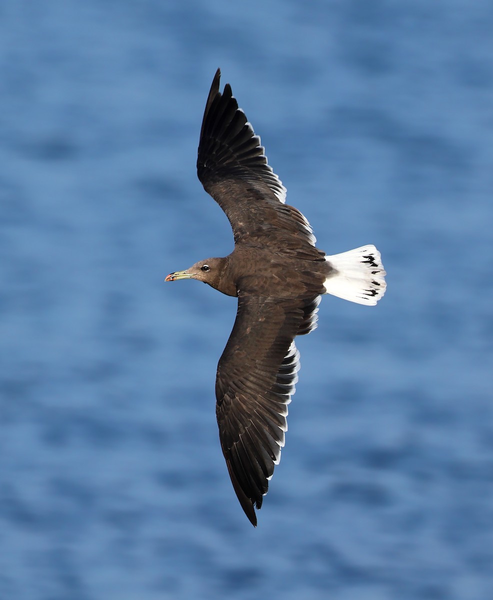 Sooty Gull - ML631581617