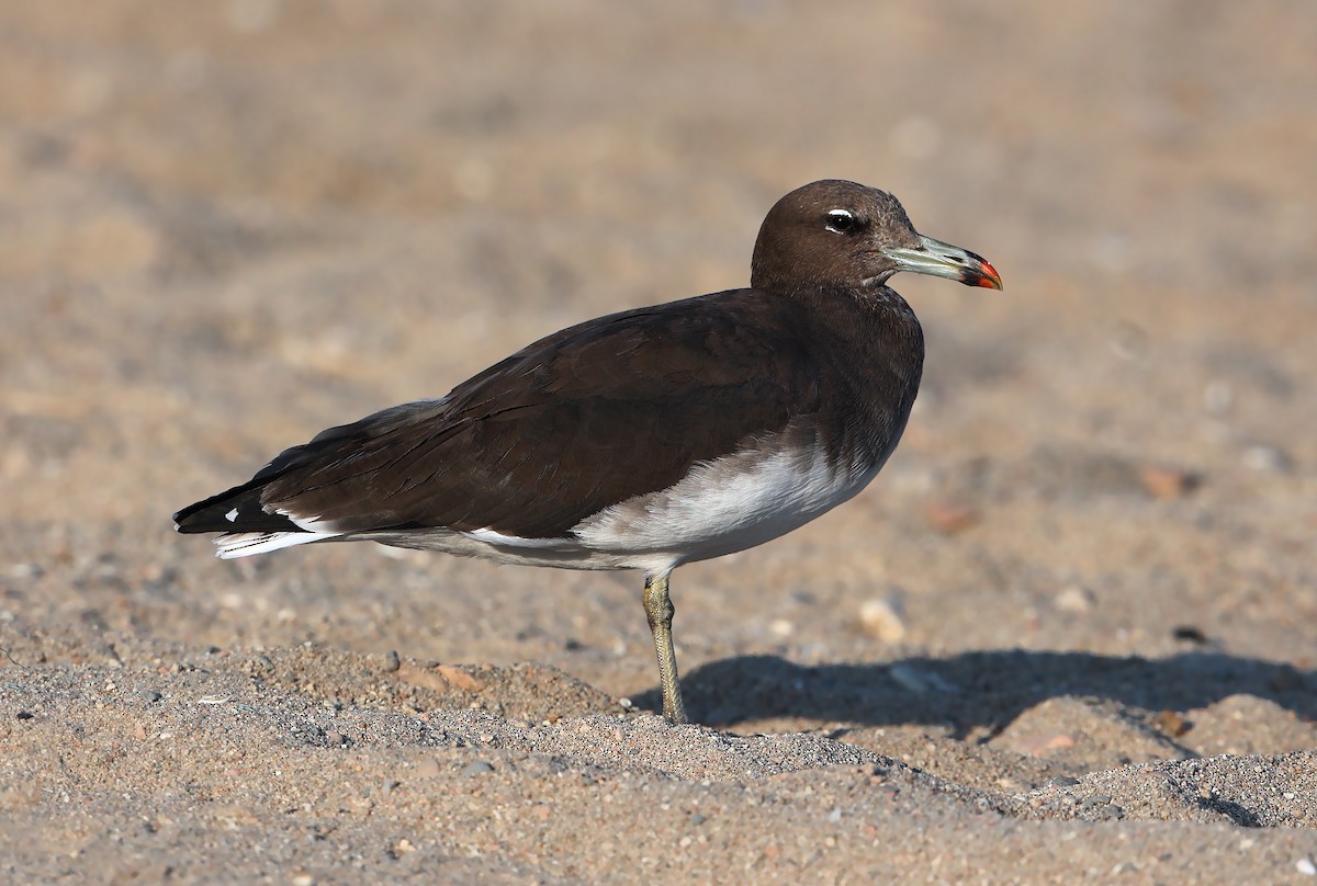 Sooty Gull - ML631581618